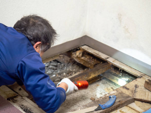 Best Basement Mold Remediation in Harper, TX