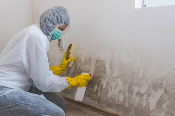 Professional Mold Remediation in Harper, TX