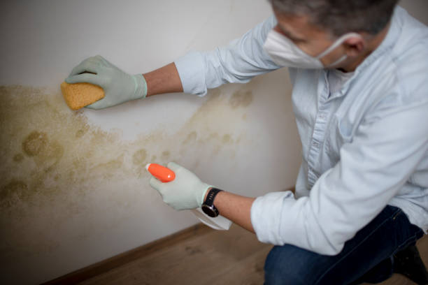 Best Bathroom Mold Remediation in Harper, TX
