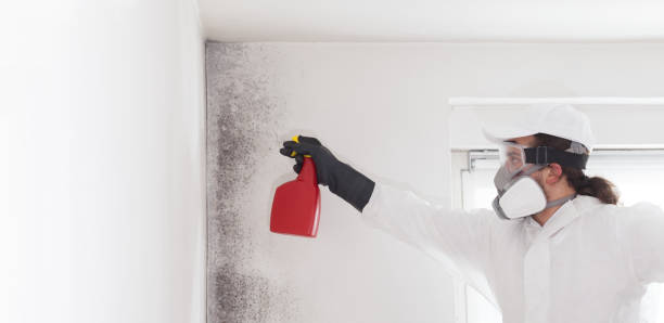 Best Residential Mold Remediation in Harper, TX