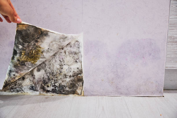 Best Post-Flood Mold Remediation in Harper, TX